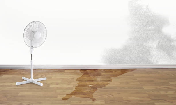 Best Water damage mitigation services  in Brunswick, GA